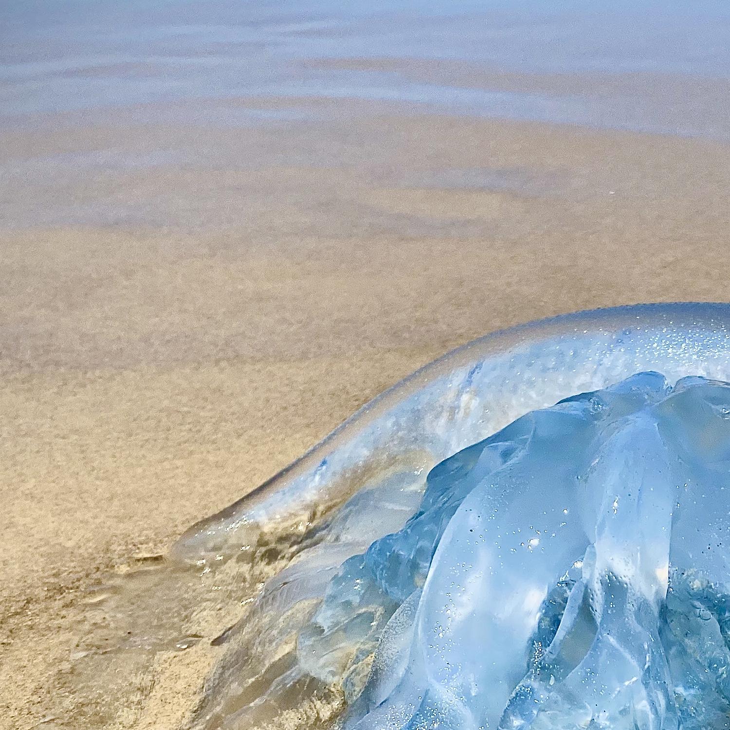Chaya Vance, Jellyfish on the Mediterranean, 2020 c-print on D-sec 60x80 cm For Sale 4