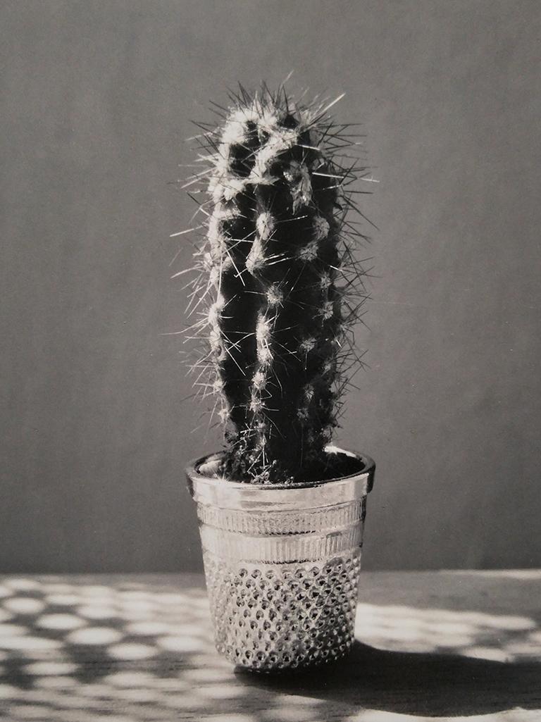 Chema Madoz Black and White Photograph – Kaktus, Madrid