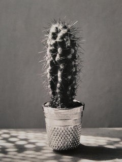 Cactus, Madrid