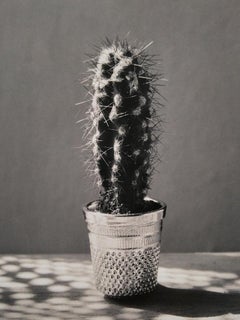 Vintage Cactus, Madrid