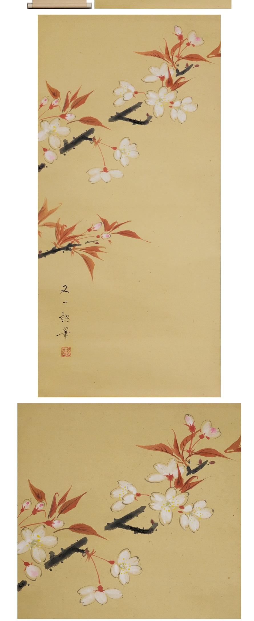 Japanese Cherry Blossoms Showa Period Scroll Japan 20c Artist Mataichiro Isoda Nihonga St For Sale
