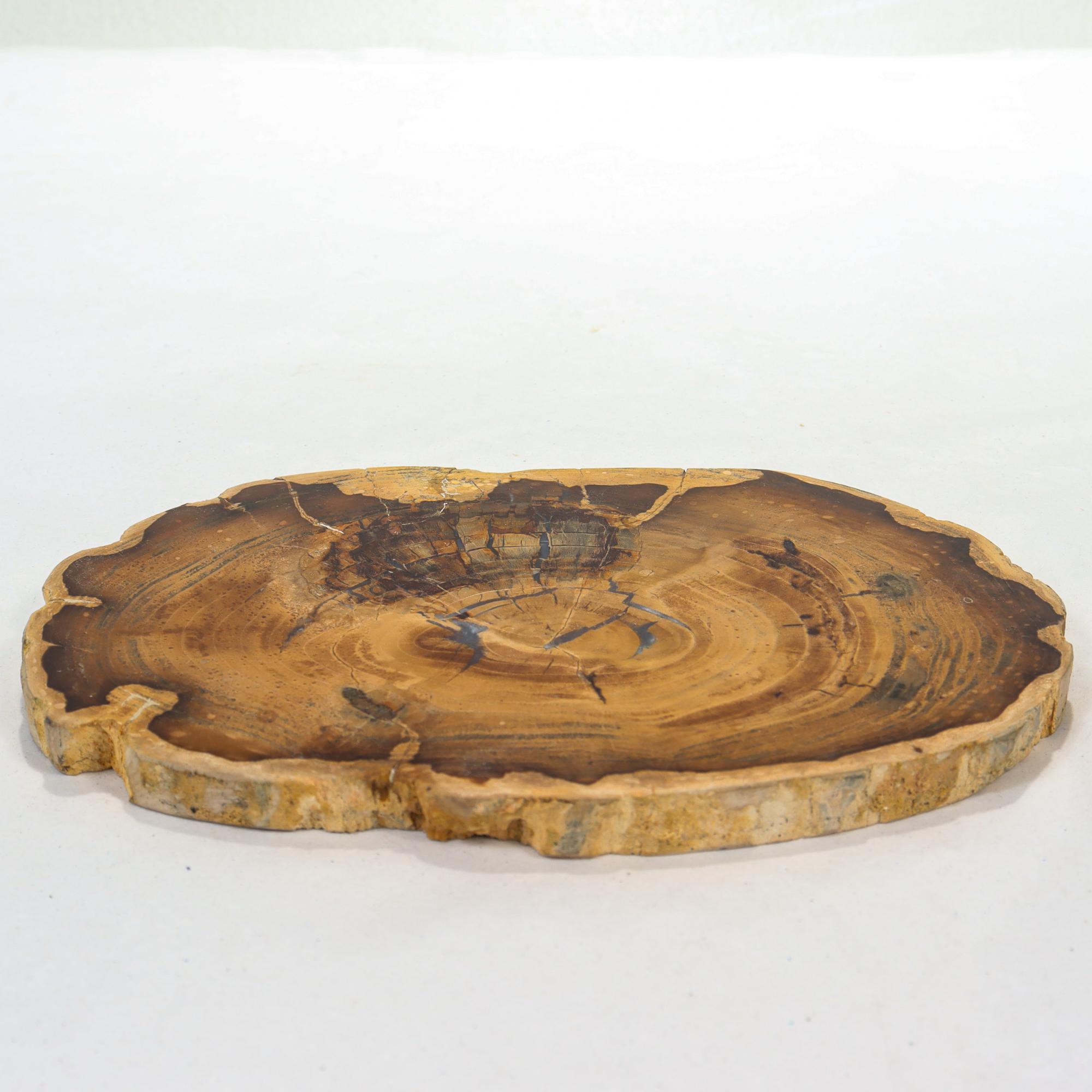 A fine petrified wood specimen. 

Perfect for use on the bar or table as a trivet.

An old collector's record indicates that it is a species of cherry from Mcdermitt, Oregon.

Simply a great petrified wood