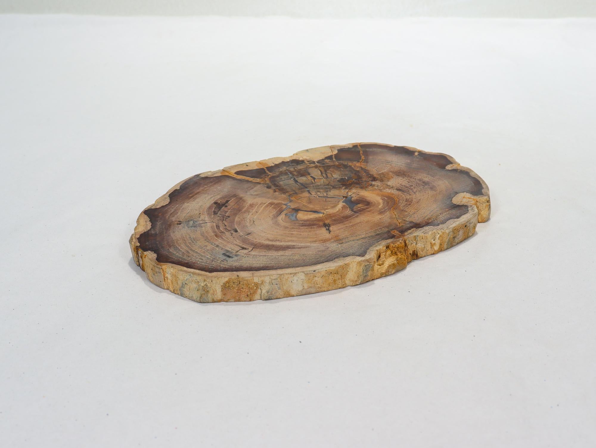 18th Century and Earlier Cherry Tree Species Petrified Wood Cross Cut Slice Specimen For Sale