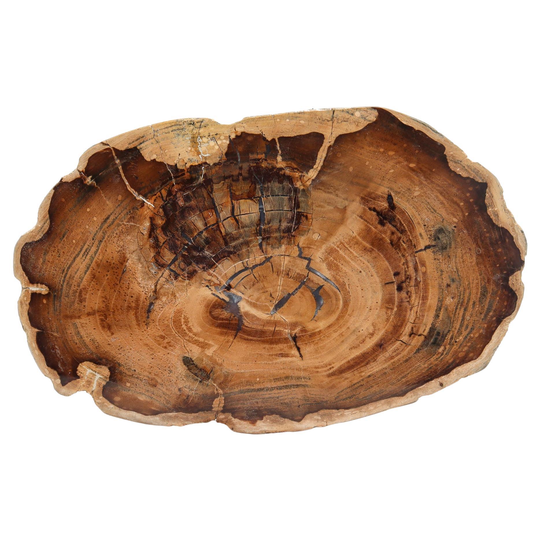 Cherry Tree Species Petrified Wood Cross Cut Slice Specimen For Sale