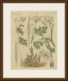 Chervil, Parsley and Celeriac Kitchen Herbs, Antique Bertuch Print, circa 1802