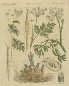 Chervil, Parsley and Celeriac Kitchen Herbs, Antique Bertuch Print, circa 1802