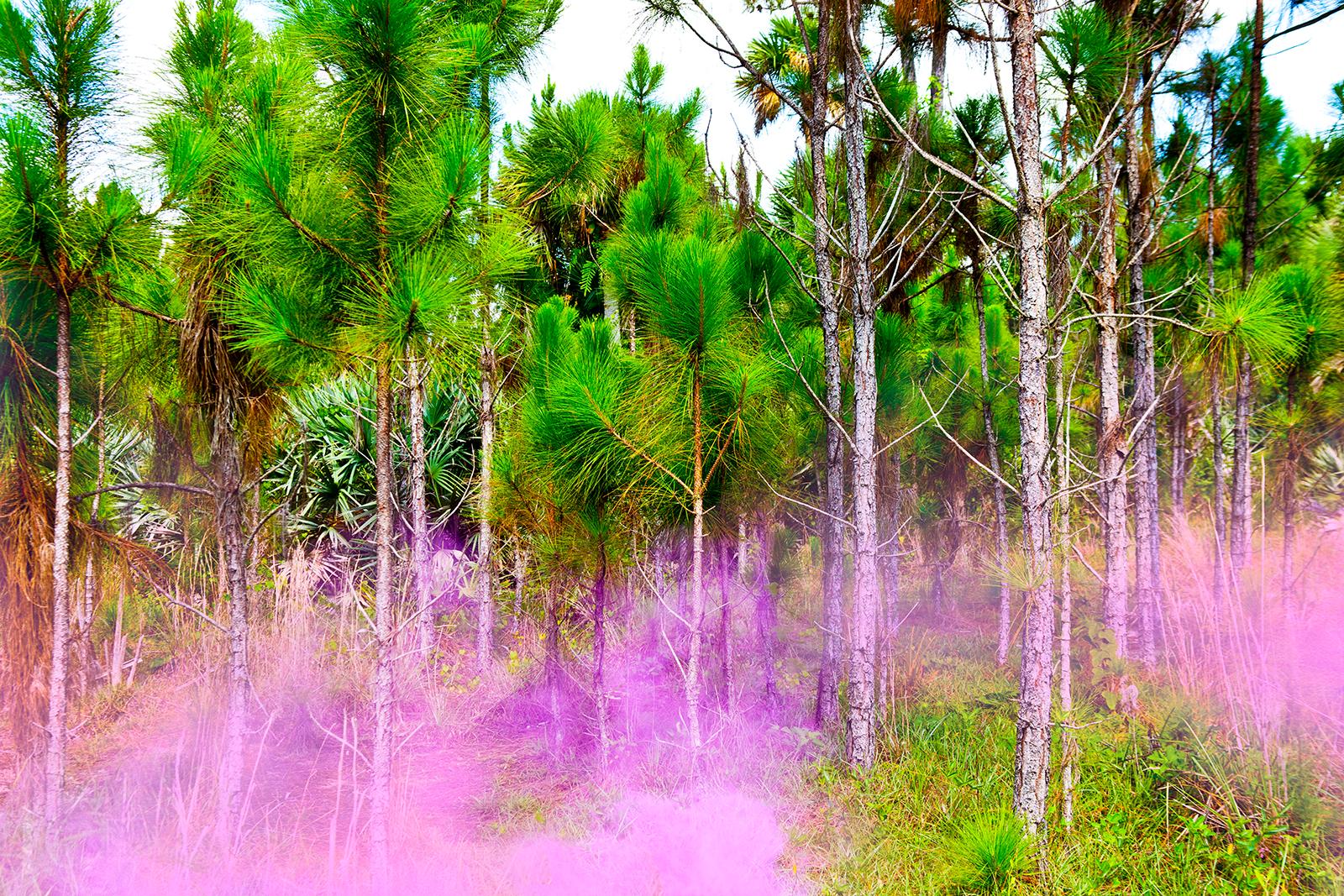 Cheryl Maeder Color Photograph - Purple Haze Two- Super Natural Series- Limited Edition of 10