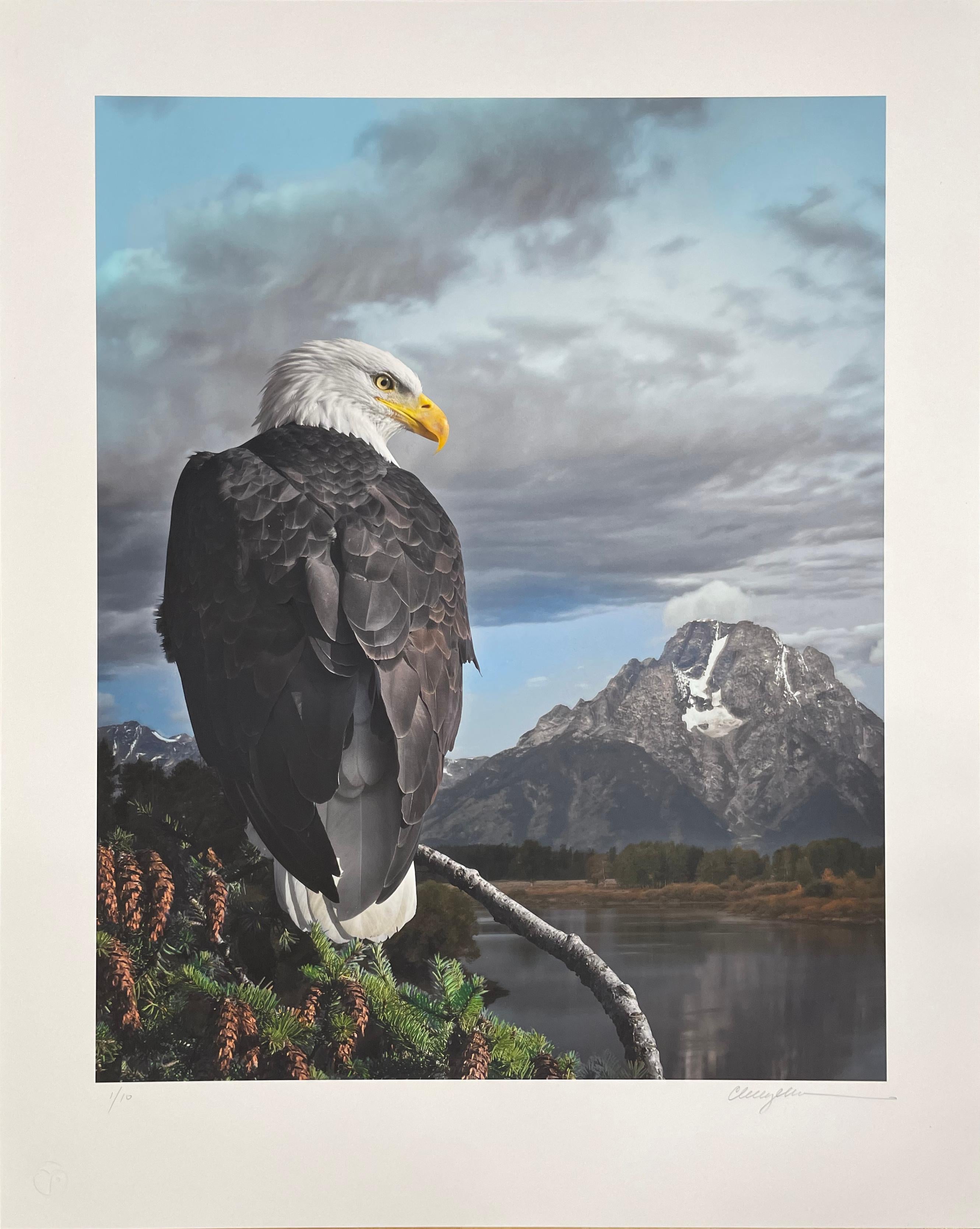 Mirada de águila calva - Fotografía en color, Mujer artista, Ave, Naturaleza, Edición limitada - Photograph de Cheryl Medow