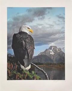 Le regard du pygargue à tête blanche - Photographie couleur, femme artiste, oiseau, nature, édition limitée