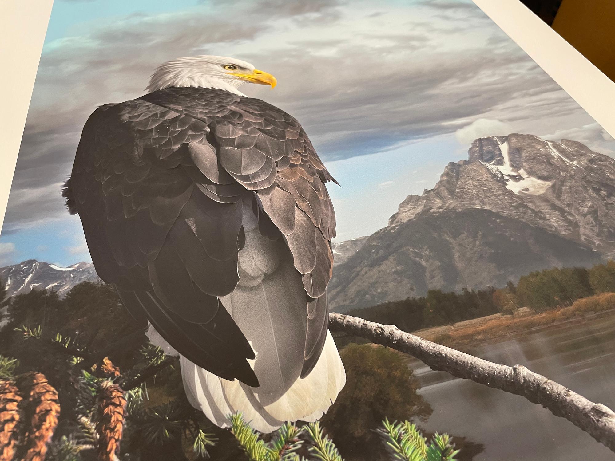 Mirada de águila calva - Fotografía en color, Mujer artista, Ave, Naturaleza, Edición limitada en venta 1