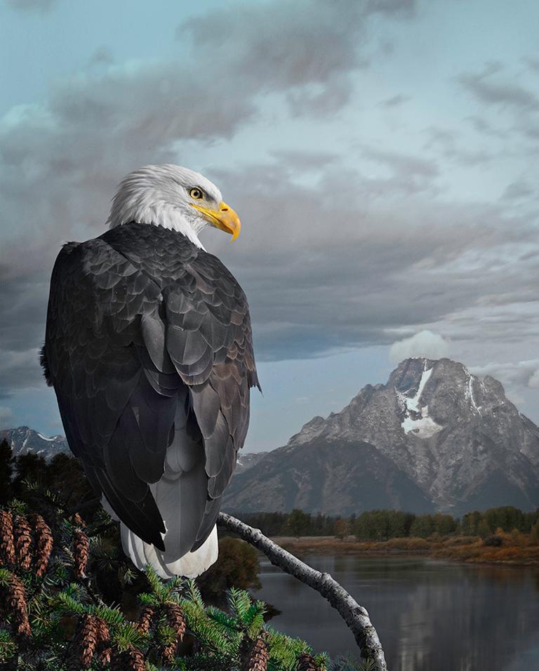 Cheryl Medow Figurative Photograph - Bald Eagle Stare
