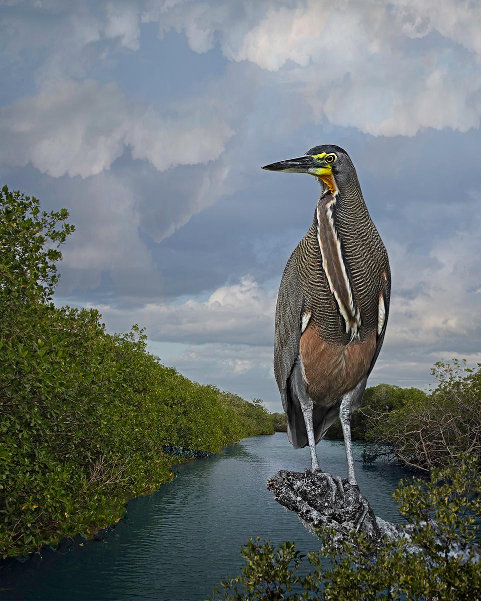 Bare-throated Tiger Heron by Cheryl Medow is an archival pigment print, available in an edition of 10. This photograph features a bare-throated tiger heron perched on a branch, overlooking a river with lush vegetation. The paper size is 25 x 20 in.,