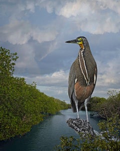 Bare-throated Tiger Heron by Cheryl Medow, 2023, Archival Pigment Print