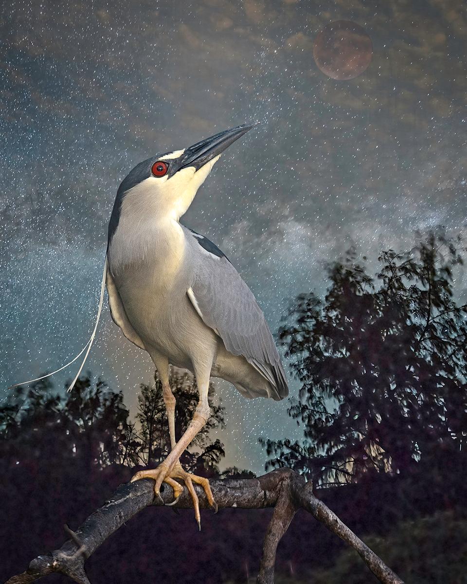 Black Crowned Night Heron Stargazing by Cheryl Medow is an archival pigment print, available in an edition of 10. This photograph features a black crowned night heron perched on a branch, in front of a starry night sky. The paper size is 25 x 20