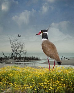 Black-headed Lapwing by Cheryl Medow, 2021, Archival Pigment Print, Photography