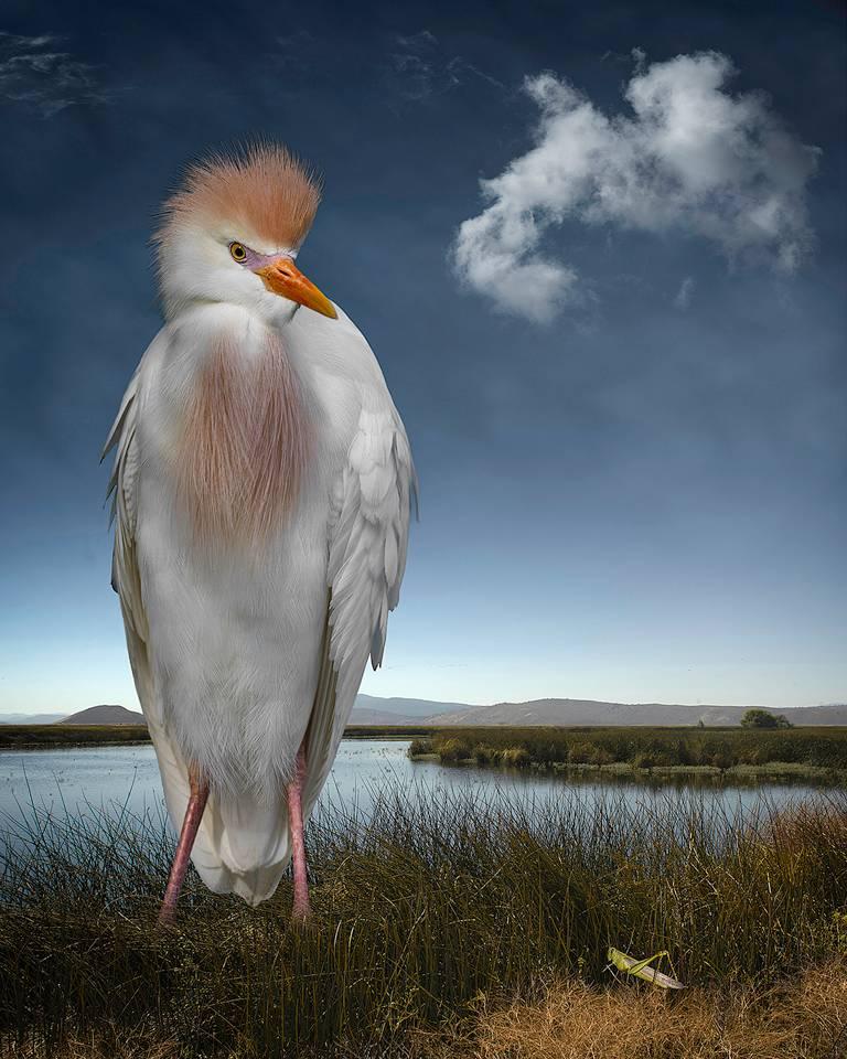 Cheryl Medow Color Photograph - Cattle Egret and the Grasshopper