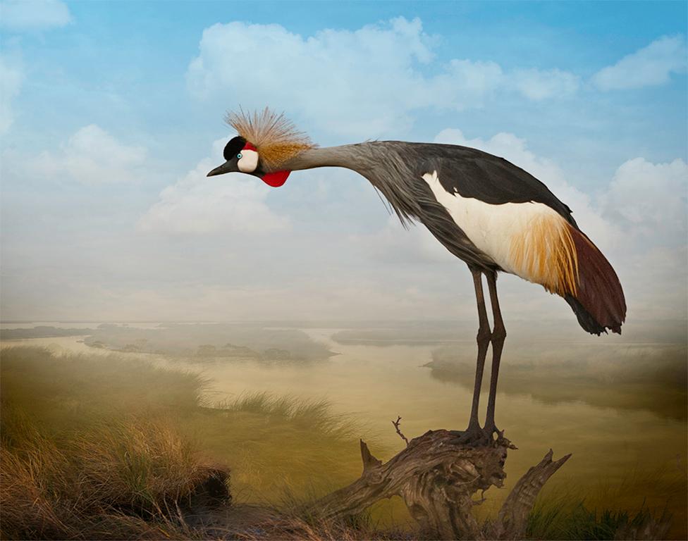 Cheryl Medow Figurative Photograph - Crowned Crane Calling