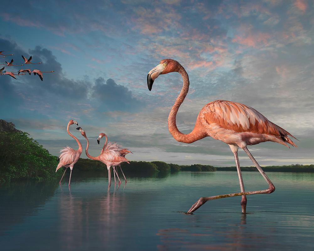 Animal Fotografía