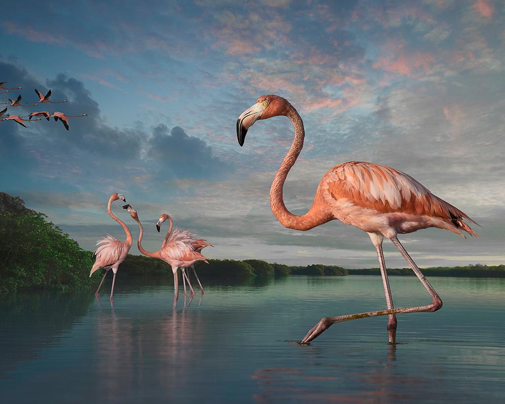 Flamingos at Rio Lagartos par Cheryl Medow est une photographie de 32 x 40 pouces en tirage pigmentaire d'archives. Cette photographie représente 4 flamants roses debout dans un plan d'eau, avec une volée de flamants roses volant dans le ciel.