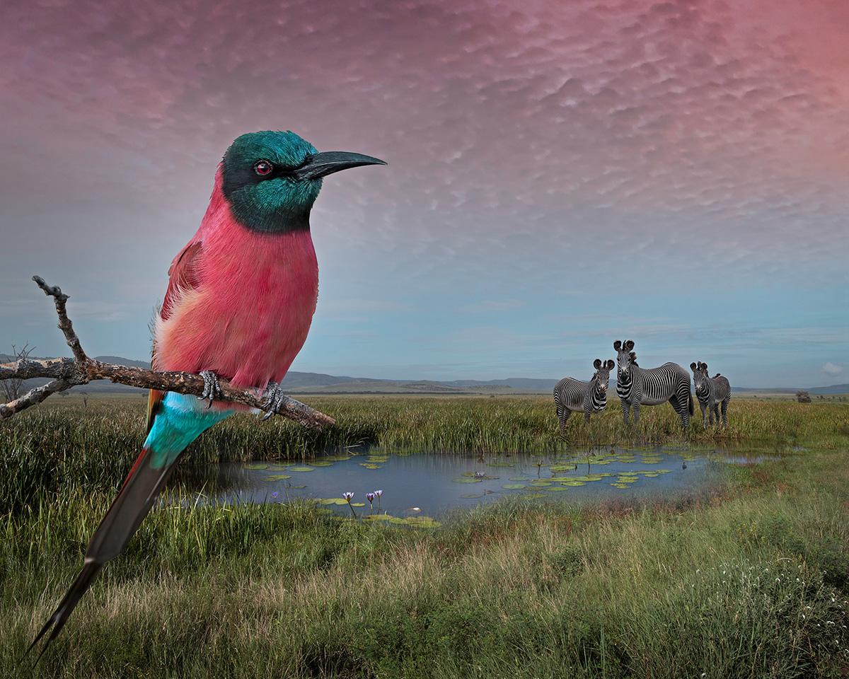 For the Love of Nature: Photographs by Cheryl Medow – Portfolio in limitierter Auflage im Angebot 10
