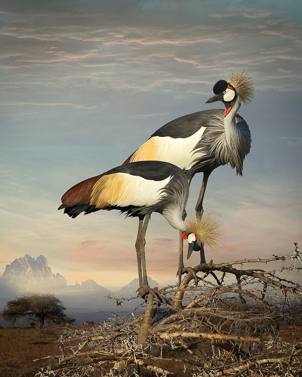 For the Love of Nature: Photographs by Cheryl Medow – Portfolio in limitierter Auflage im Angebot 13