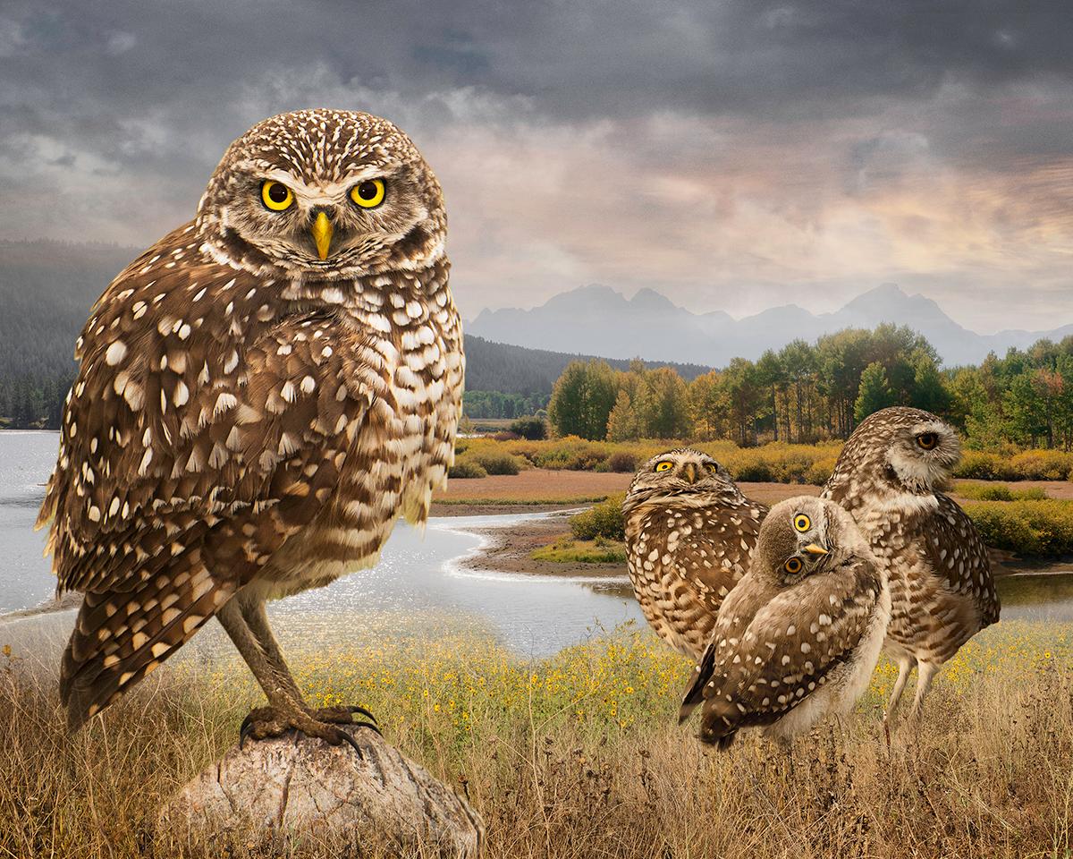 For the Love of Nature: Photographs by Cheryl Medow – Portfolio in limitierter Auflage im Angebot 14