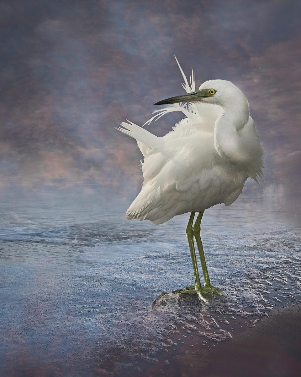 For the Love of Nature: Photographs by Cheryl Medow – Portfolio in limitierter Auflage im Angebot 15