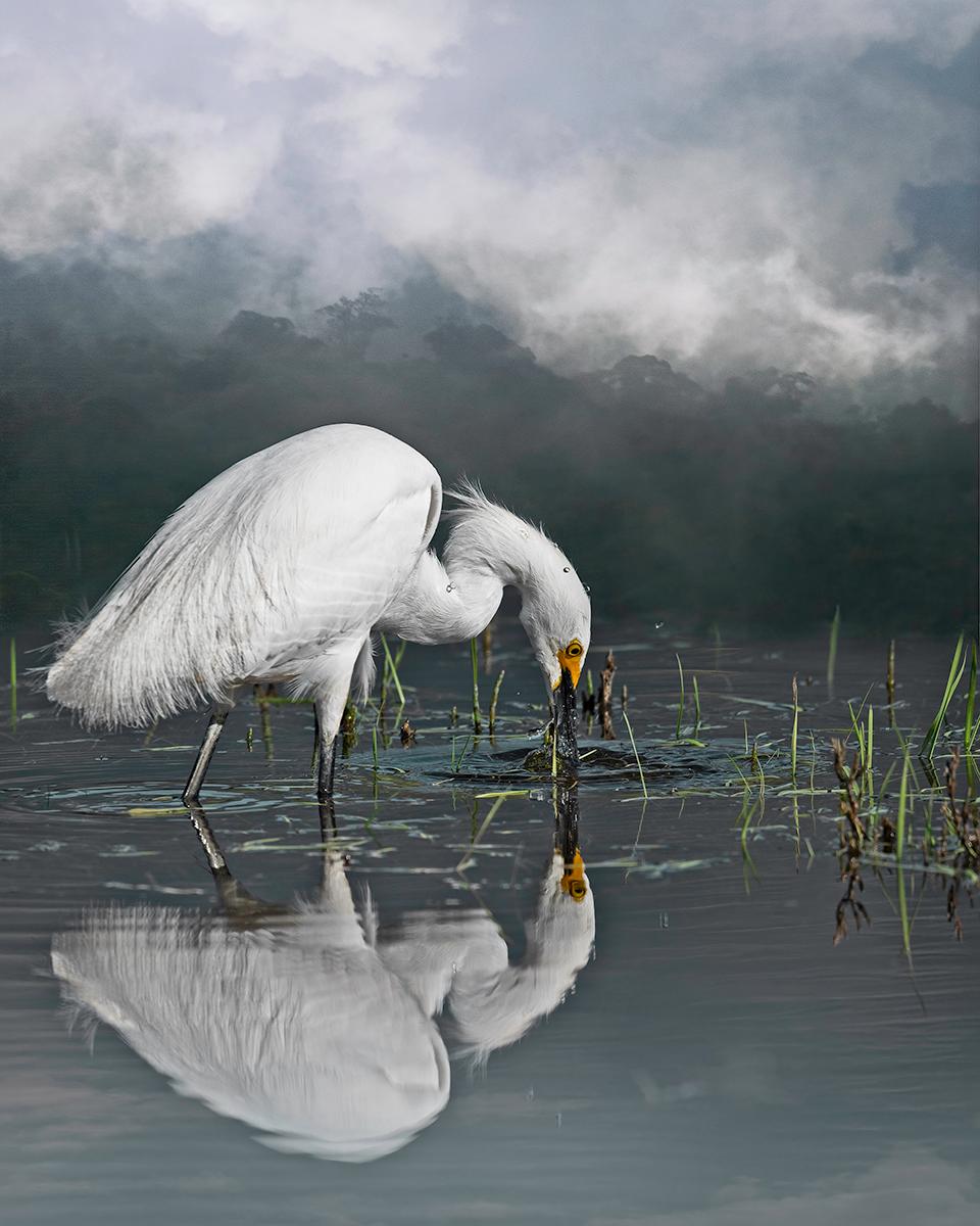 For the Love of Nature: Photographs by Cheryl Medow – Portfolio in limitierter Auflage im Angebot 17
