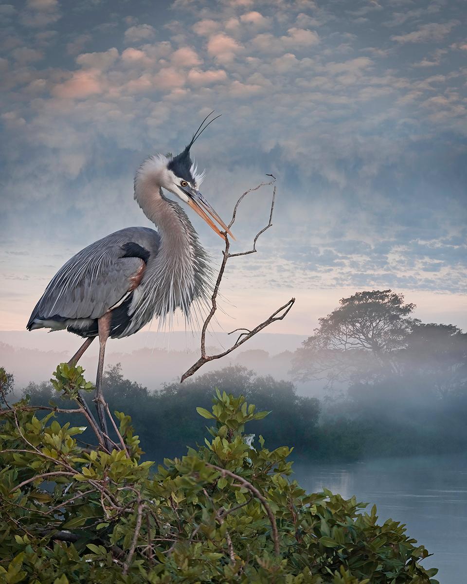 Great Blue Carries a Big Stick by Cheryl Medow is an archival pigment print, available in an edition of 10. The paper size is 25 x 20 inches, the image size is 20 x 16 inches. This photograph features a great blue heron perched on top of a tree,