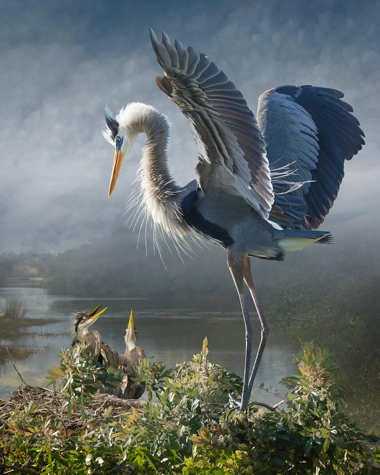 Cheryl Medow Color Photograph – Great Blue Heron With Chicks, neu aufgelegt, S.E.