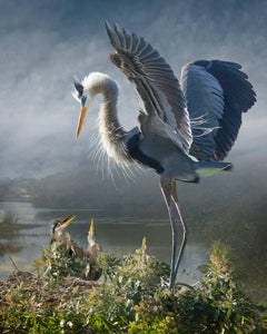 Great Blue Heron With Chicks, neu aufgelegt, S.E.