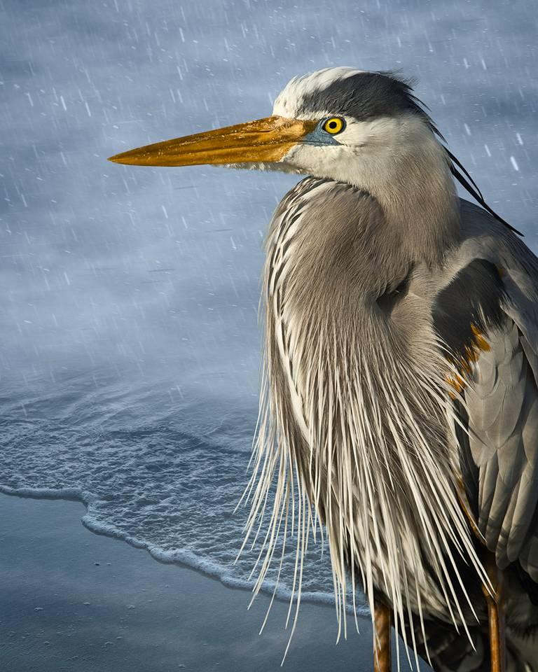 Great Blue in the Rain by Cheryl Medow presents a striking portrait of a great blue heron. The bird stands with ruffled feathers, looking over waves on the rainy shore of the ocean.

This photograph is listed as a 20 x 16 in archival pigment print,
