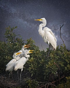 Great Egret and the Chicks by Cheryl Medow, 2023, Archival Pigment Print