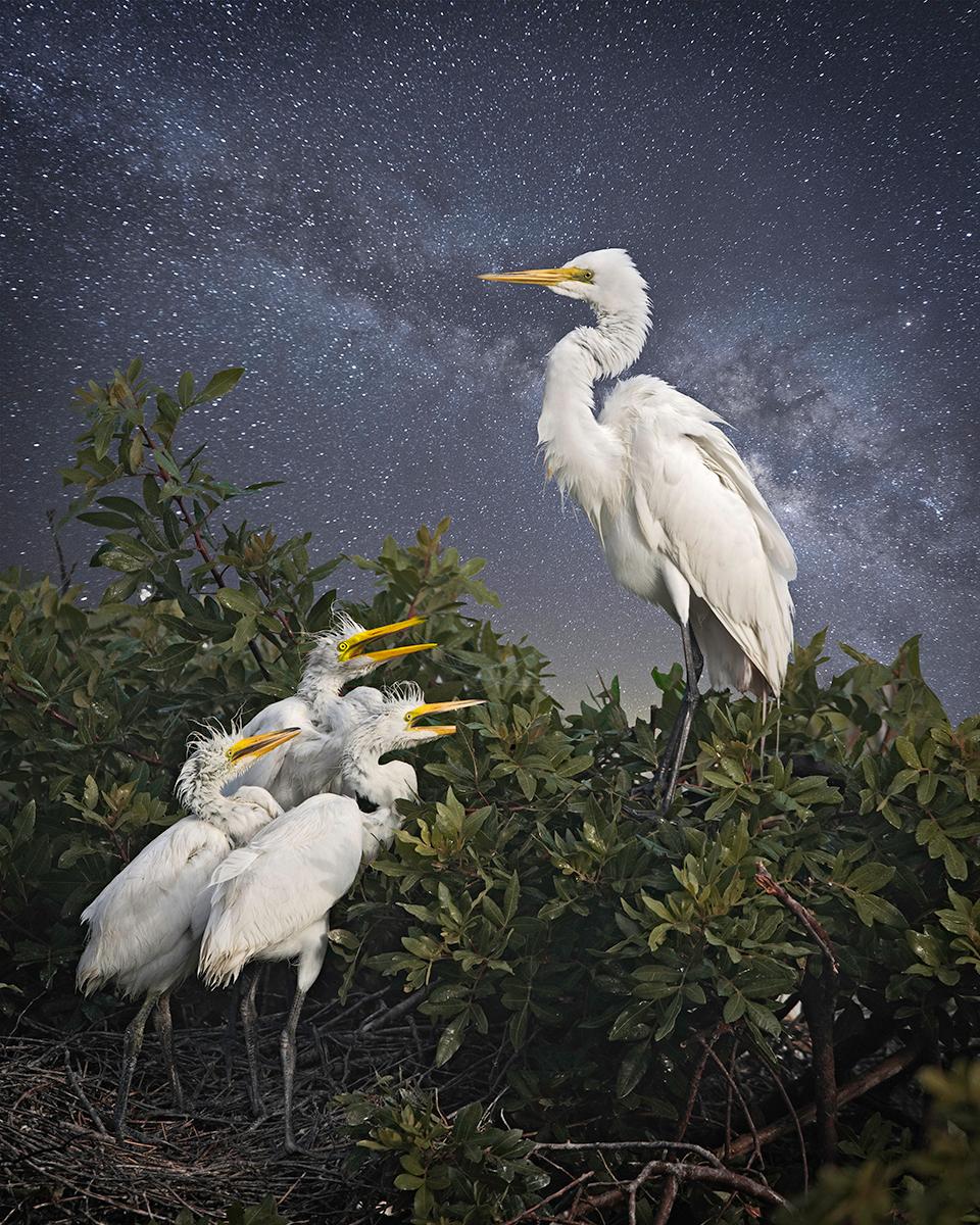 Great Egret and the Chicks by Cheryl Medow is a 20 x 16 inch archival pigment print, available in an edition of 10. This photograph features a great egret with three egret chicks standing in the top of a tree, with the starry night sky in the
