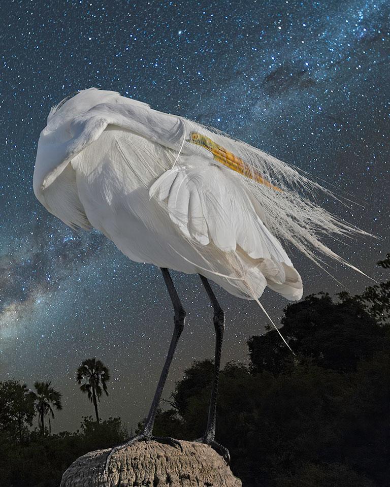 Figurative Photograph de Cheryl Medow - Garceta grande y la Vía Láctea - Fotografía en color de edición limitada, Ave, Space