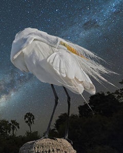 Great Egret and the Milky Way