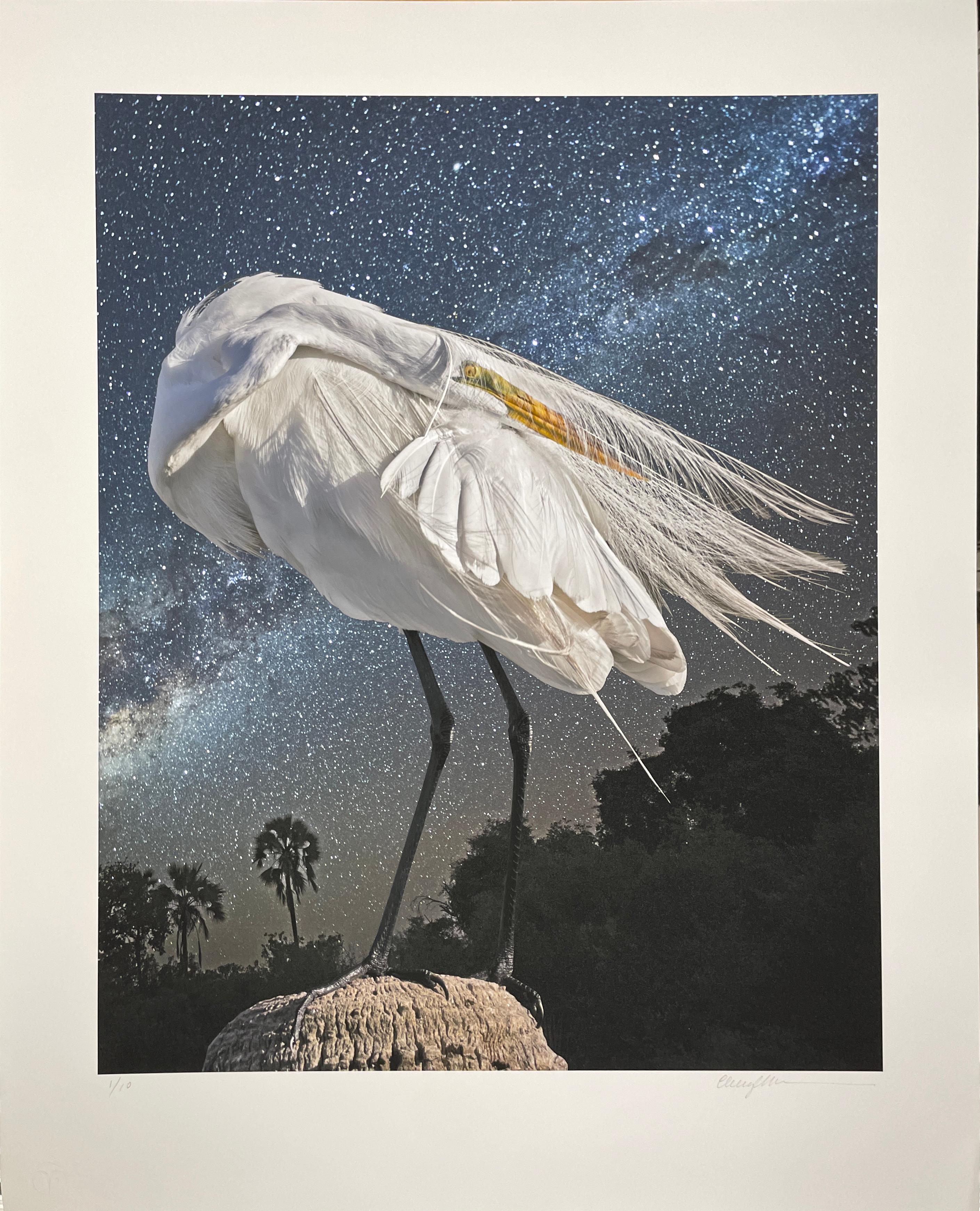 Garceta grande y la Vía Láctea - Fotografía en color de edición limitada, Ave, Space - Photograph Contemporáneo de Cheryl Medow