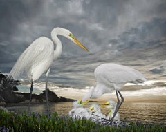 Great Egret Family in the Storm