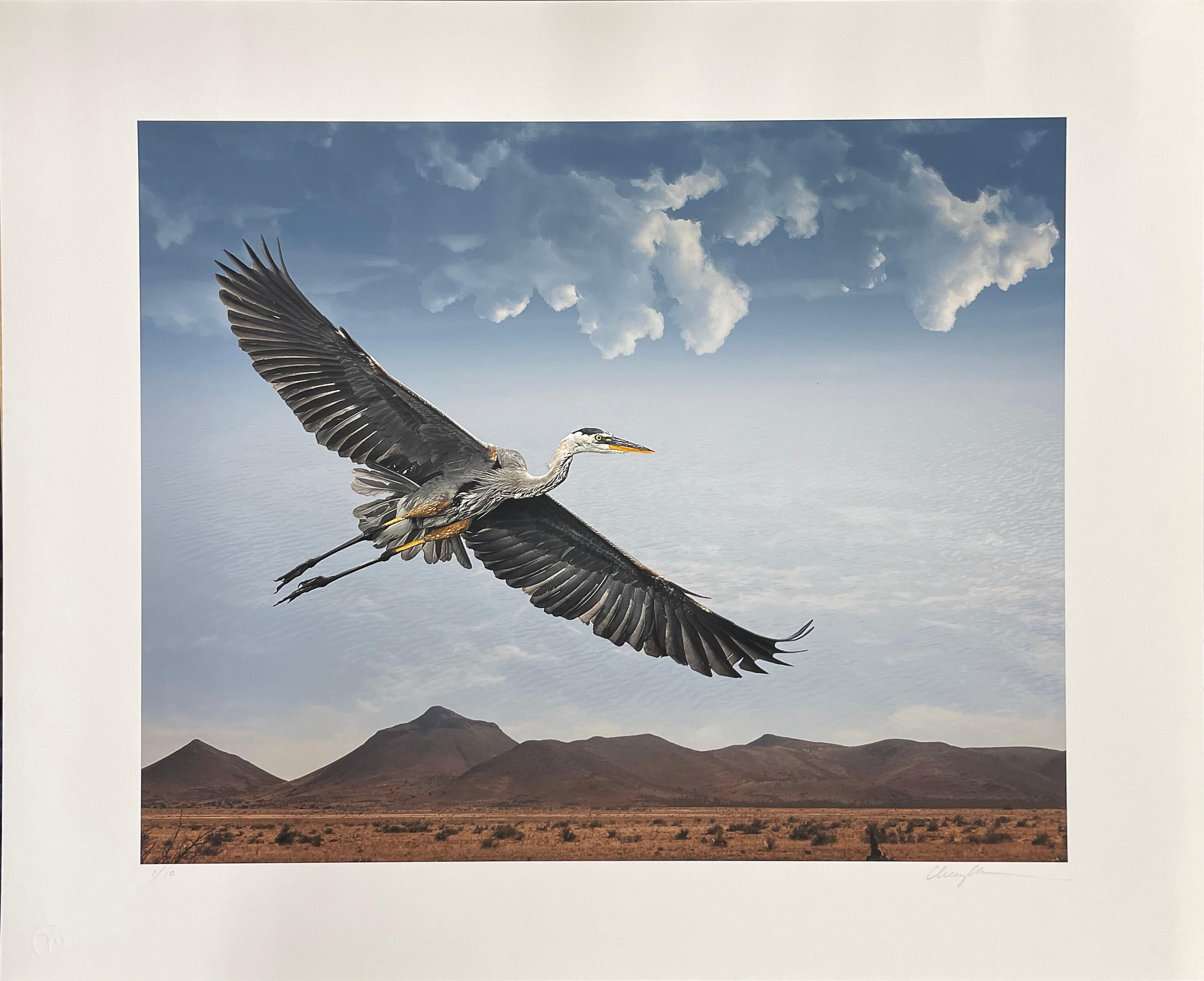 Great Egret in Flight – Farbfotografie, Künstlerin als Frau, Vogel, limitierte Auflage – Photograph von Cheryl Medow
