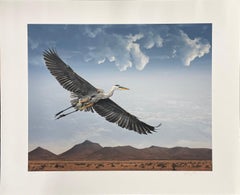 Great Egret in Flight - Color Photograph, Woman Artist, Bird, Limited Edition