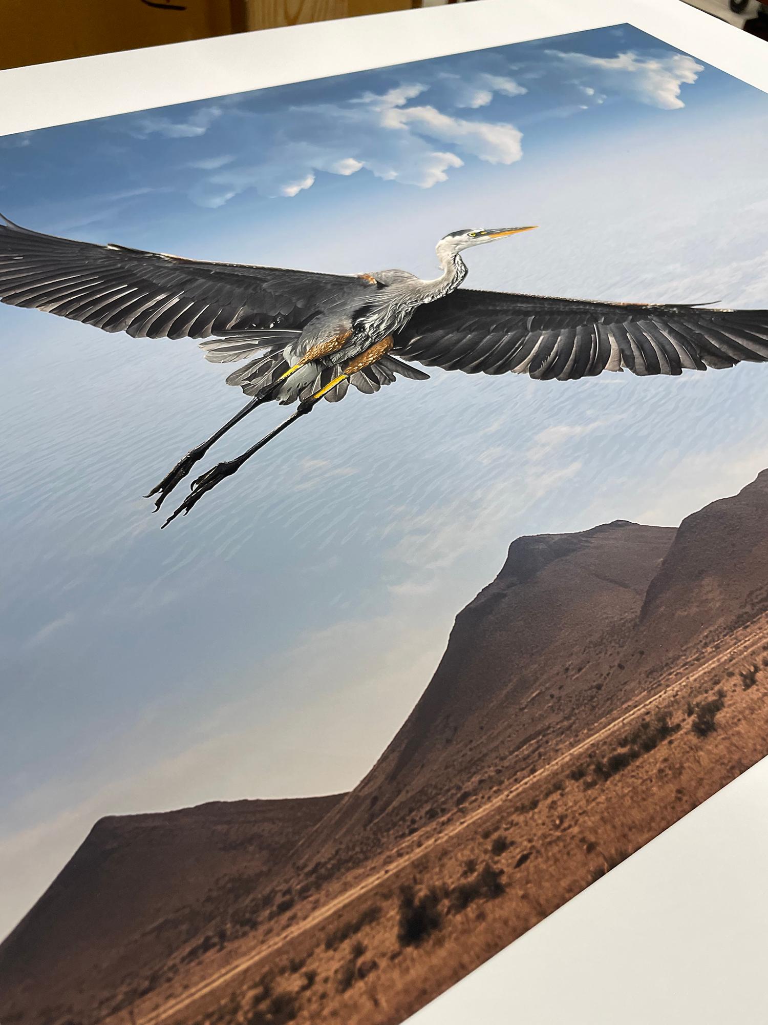 Great Egret in Flight – Farbfotografie, Künstlerin als Frau, Vogel, limitierte Auflage im Angebot 1