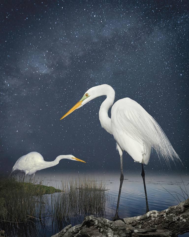 Great Egrets, A Starry Night by Cheryl Medow presents two white birds standing near the water's edge, scanning the pond for their next meal. The Milky Way fills the sky above them, contrasting with their light feathers. 

Edition of 10
Signed and