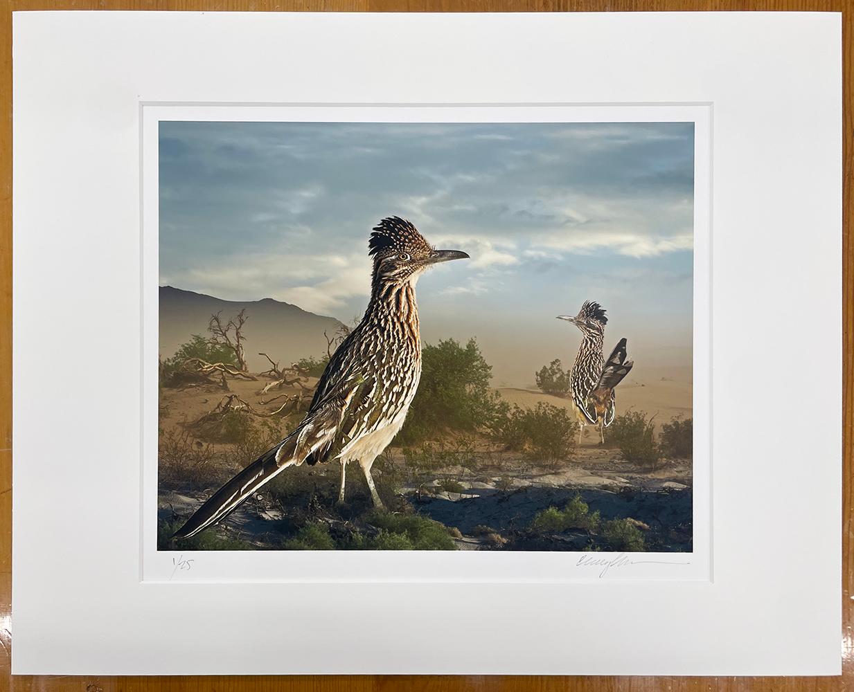 Großer Straßenläufer - Vögel, Wüste, Landschaft, Tiere, Wildnis – Photograph von Cheryl Medow