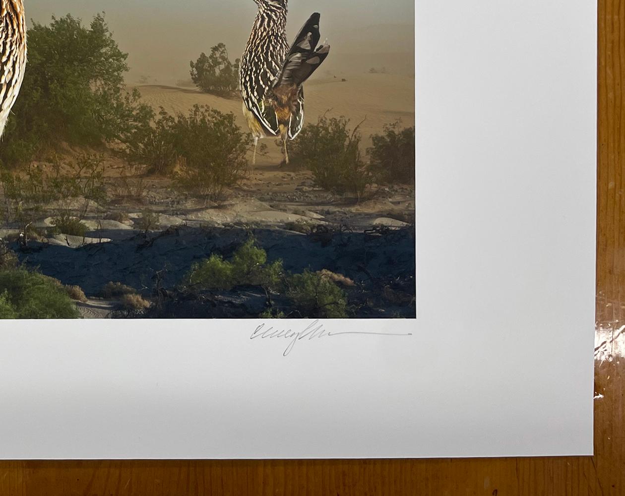 Großer Straßenläufer - Vögel, Wüste, Landschaft, Tiere, Wildnis (Grau), Figurative Photograph, von Cheryl Medow