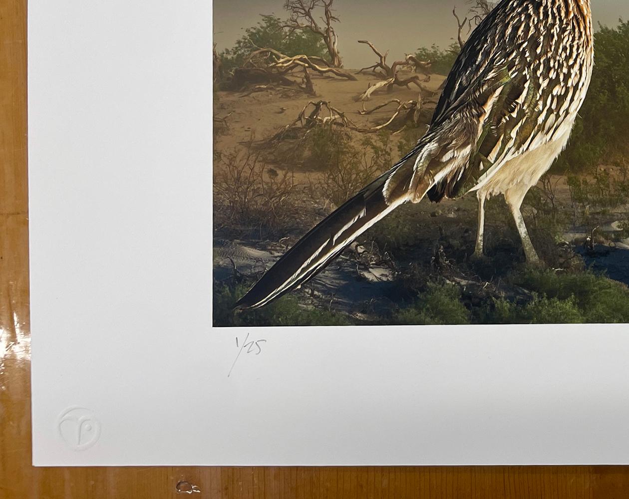 Greater Roadrunners von Cheryl Medow ist ein Archivpigmentdruck in limitierter Auflage, der zwei Vögel in einer Wüstenlandschaft zeigt.

Archivalischer Pigmentdruck
Ausgabe von 25
Papierformat: 14,5 x 18 Zoll.
Bildgröße: 10,4 x 13 Zoll.
Mit