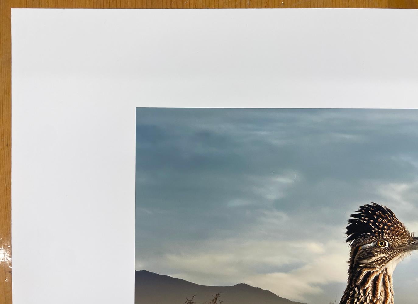 Großer Straßenläufer - Vögel, Wüste, Landschaft, Tiere, Wildnis im Angebot 1