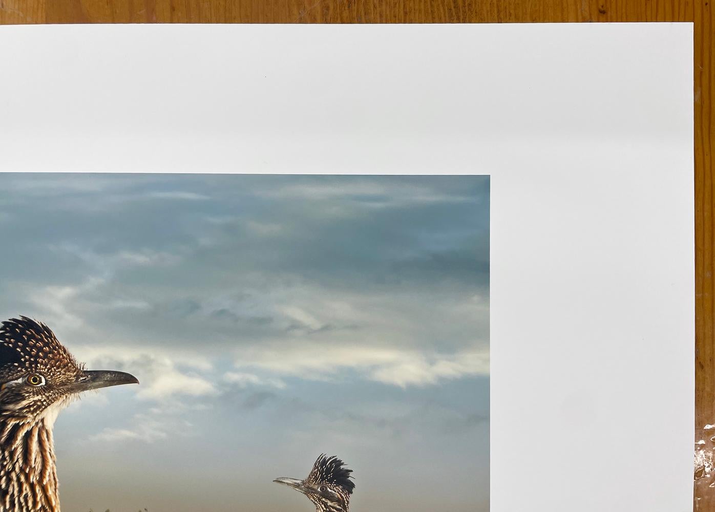 Großer Straßenläufer - Vögel, Wüste, Landschaft, Tiere, Wildnis im Angebot 2