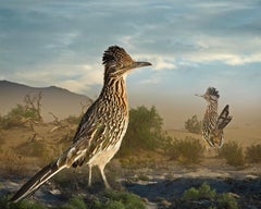 Roadrunner maggiore - Uccelli, deserto, paesaggio, animali, fauna selvatica
