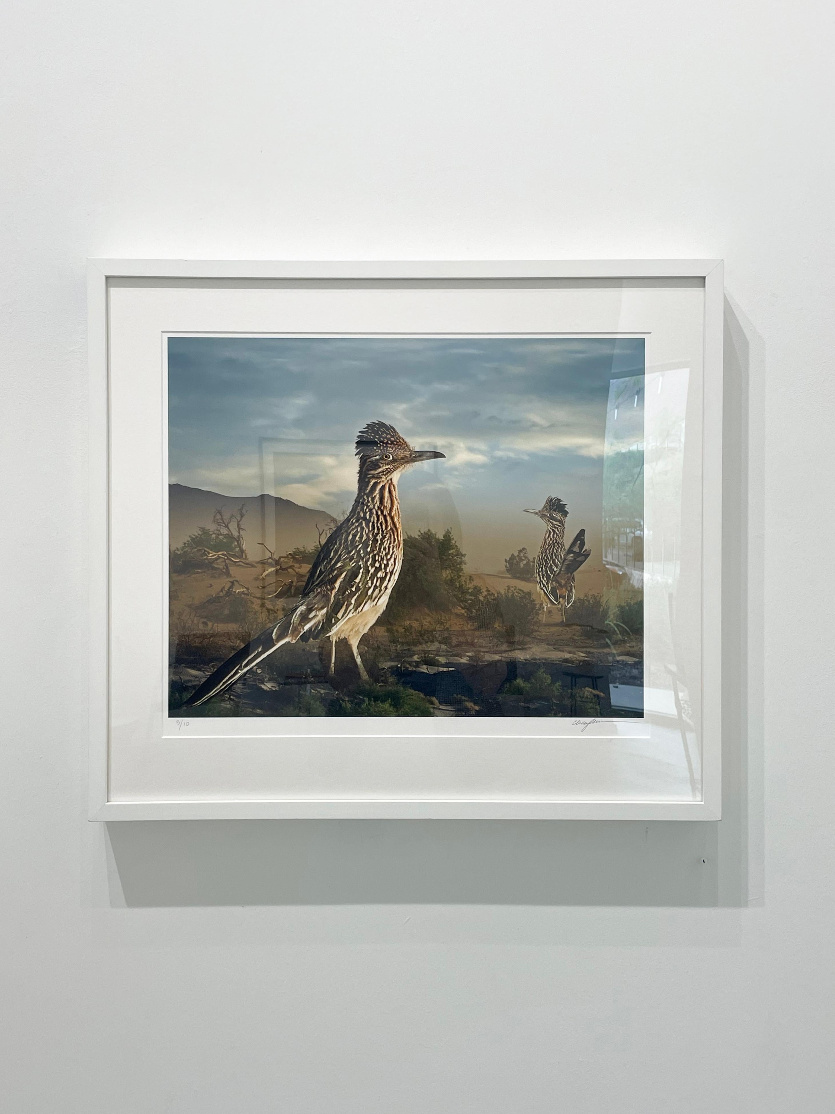 Greater Roadrunners – Farbfotografie in limitierter Auflage, Künstlerin als Frau, Vögel – Photograph von Cheryl Medow