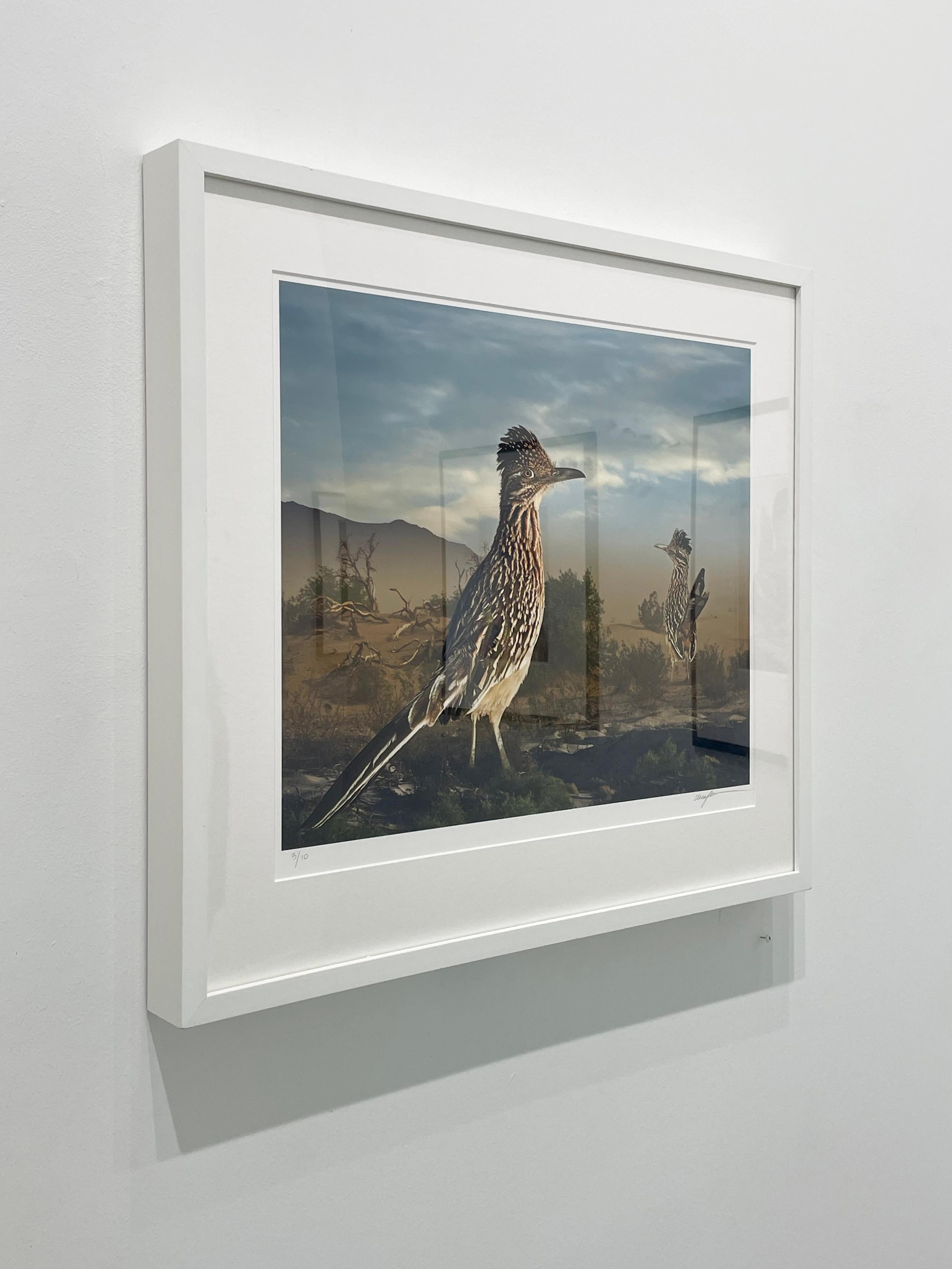 Greater Roadrunners – Farbfotografie in limitierter Auflage, Künstlerin als Frau, Vögel (Zeitgenössisch), Photograph, von Cheryl Medow
